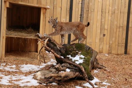 Maja Sever_17.4.2021 AIDA_m